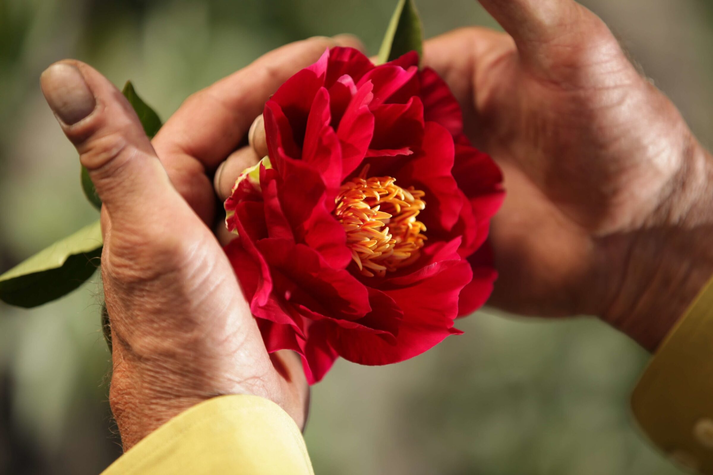 Red peony in bloom