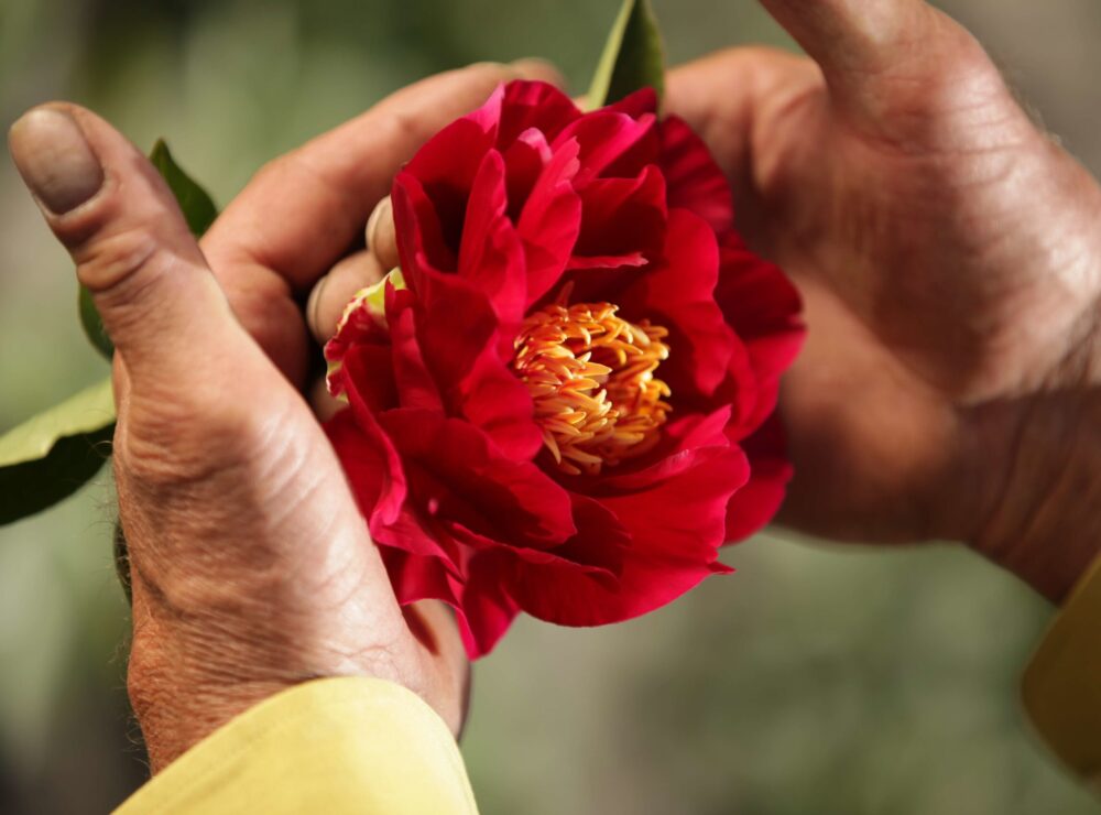 Red peony in bloom