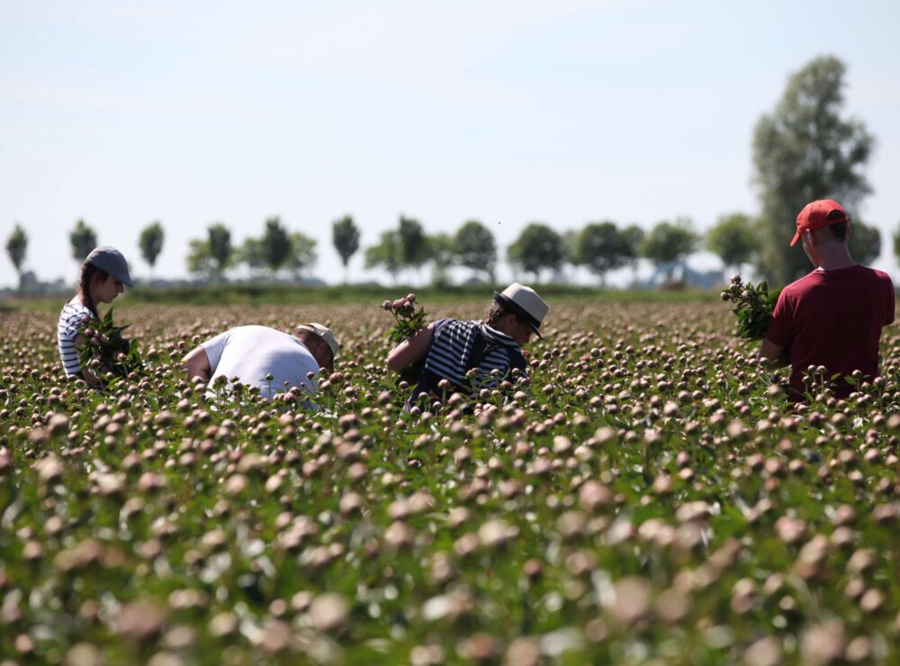 Growers My Peony Society