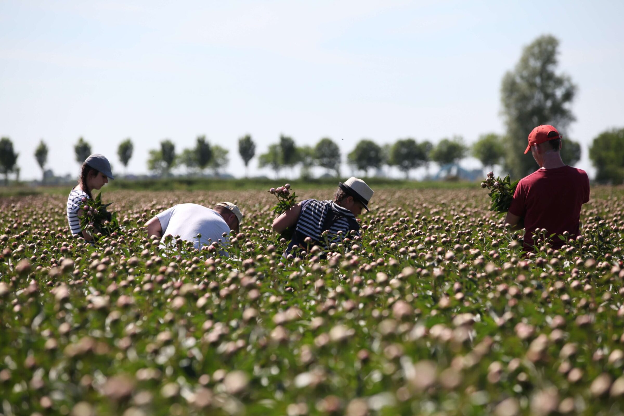 Meet our growers