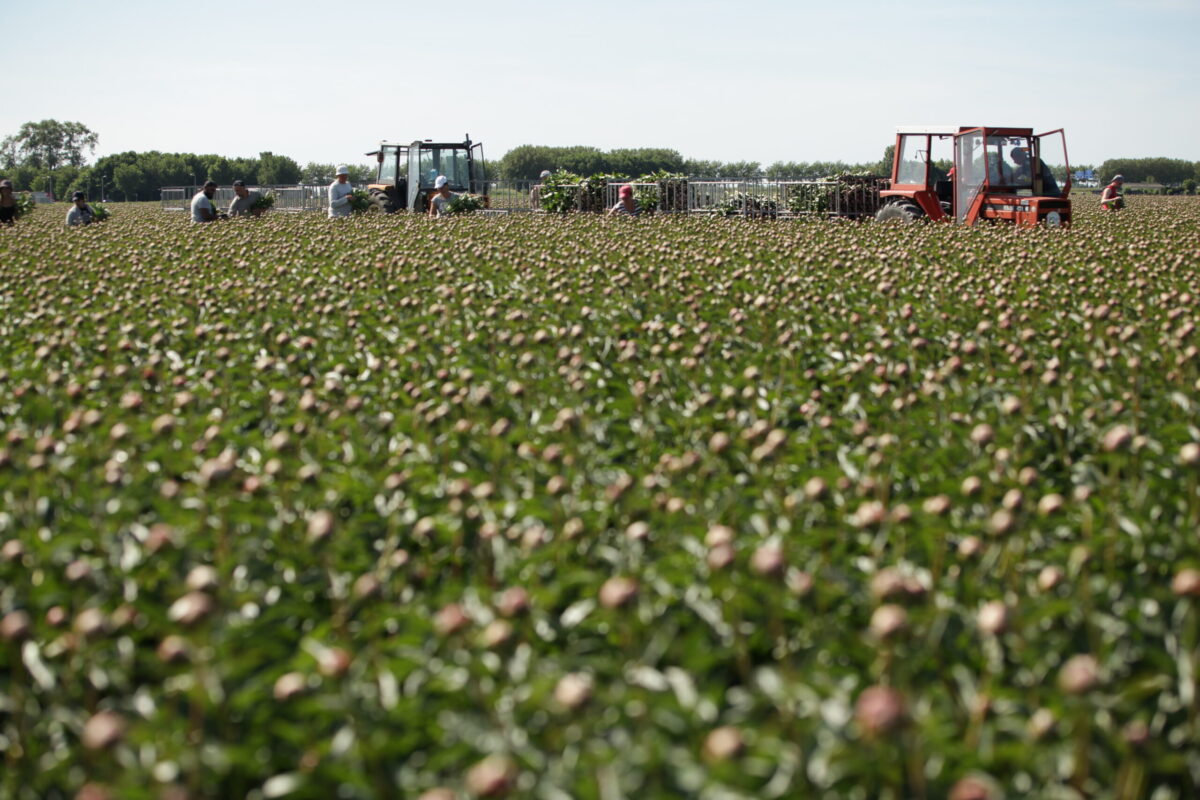 Peonyfields Paeon BV