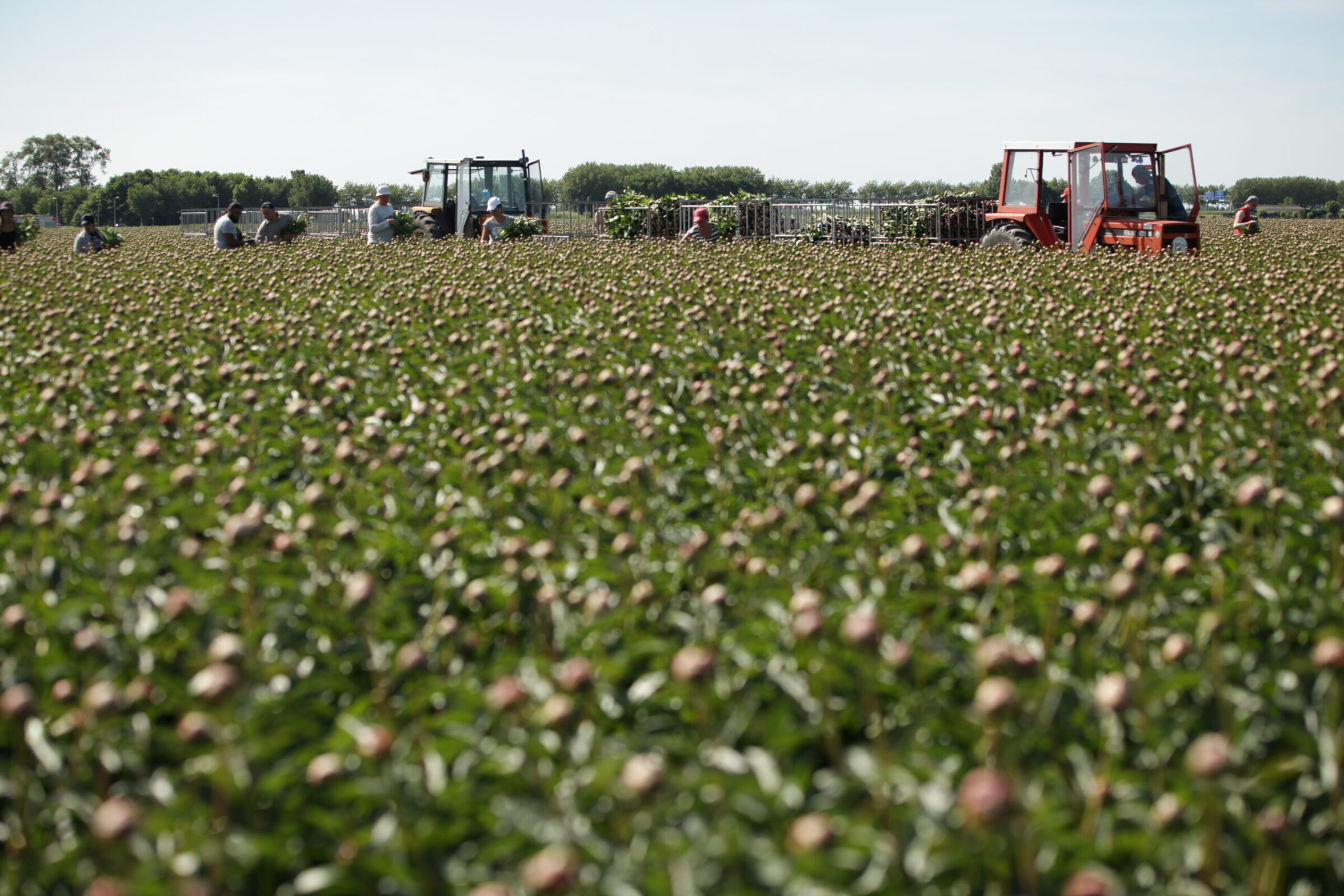 Peonyfields Paeon BV