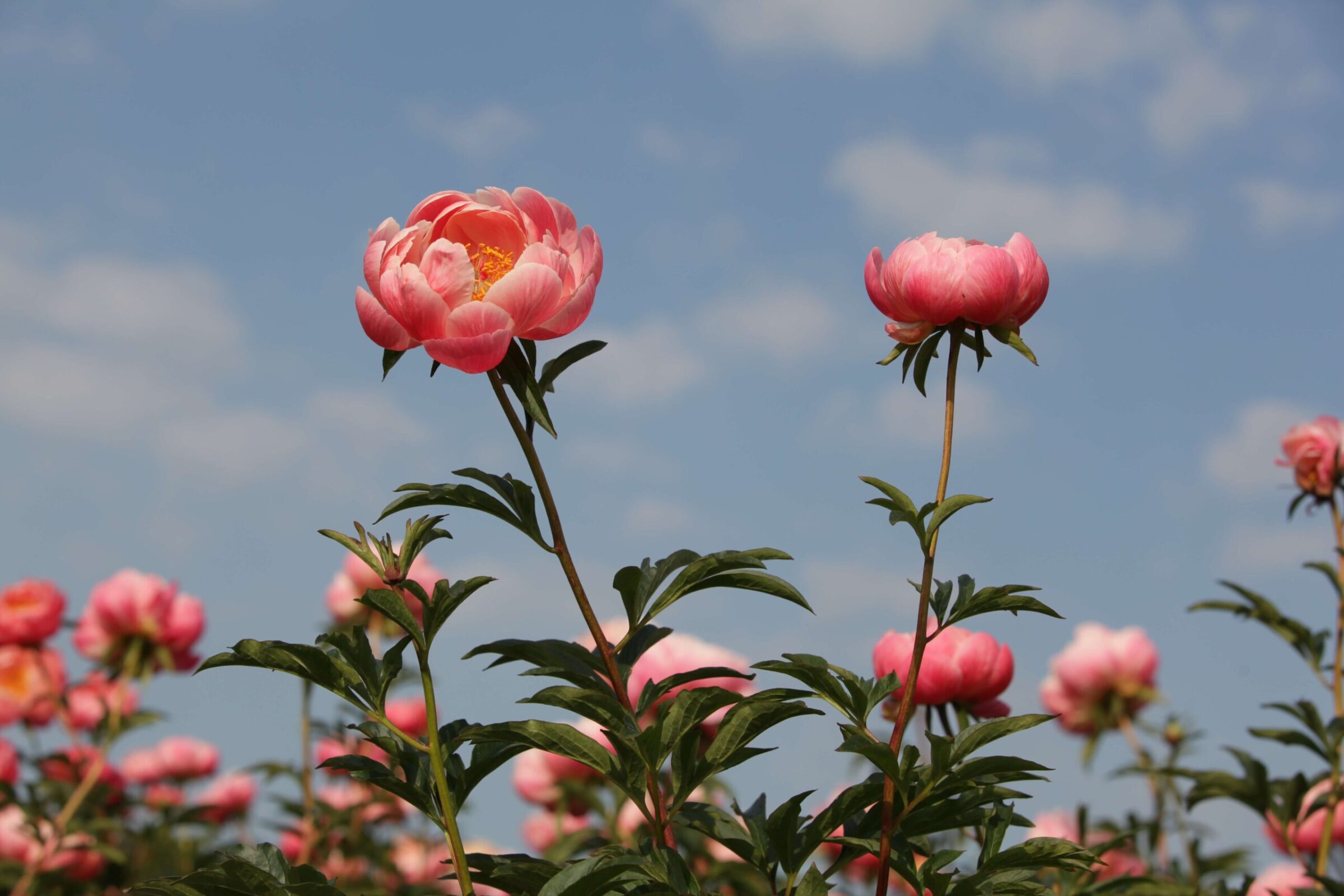 Coral Charm peonies flower field