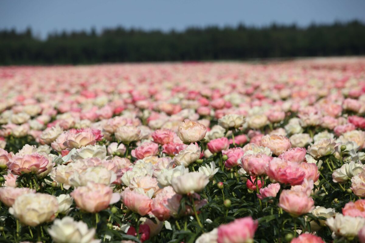 A million Coral Sunset peonies blooming.