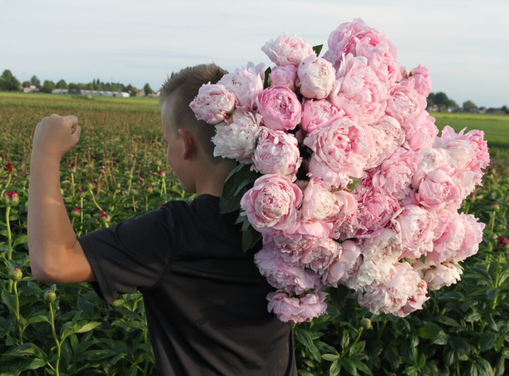 Big pink peonies at Rolin Flowers