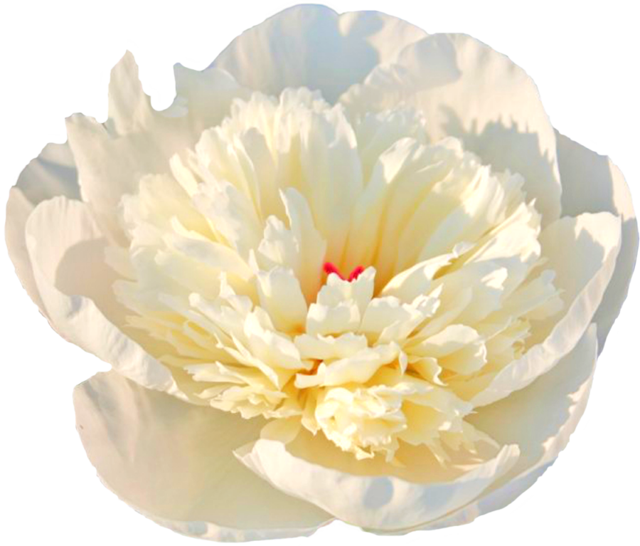 Paeonia Immaculee