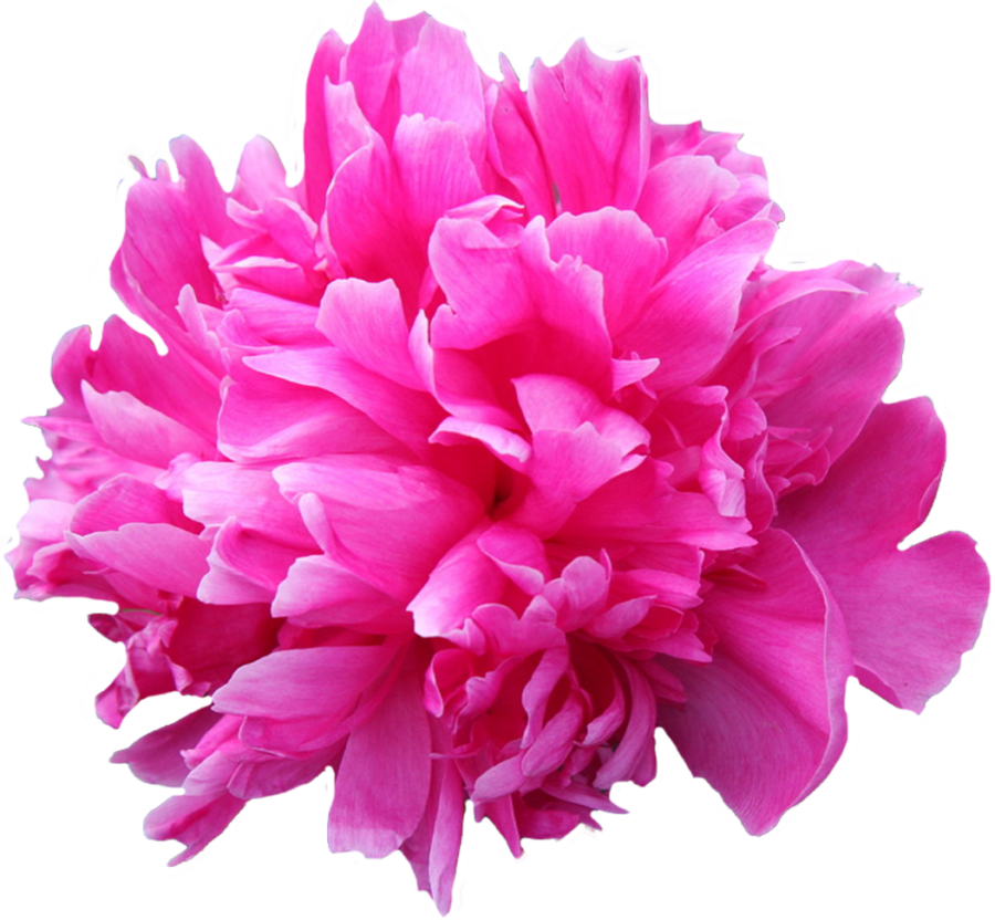 Paeonia Jadwiga