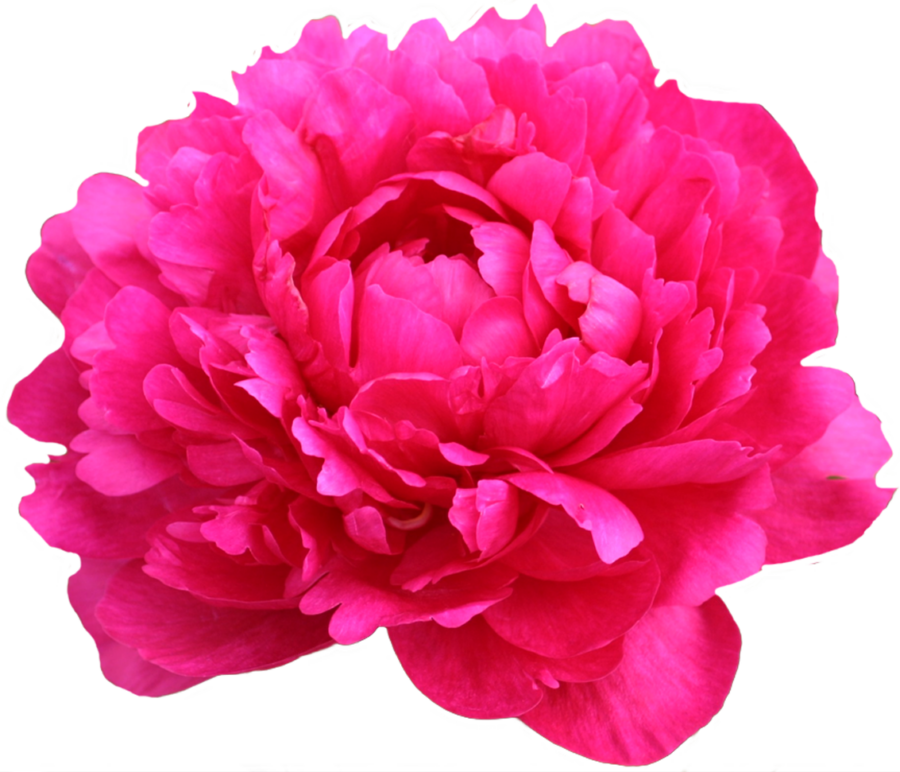 Paeonia Канзас