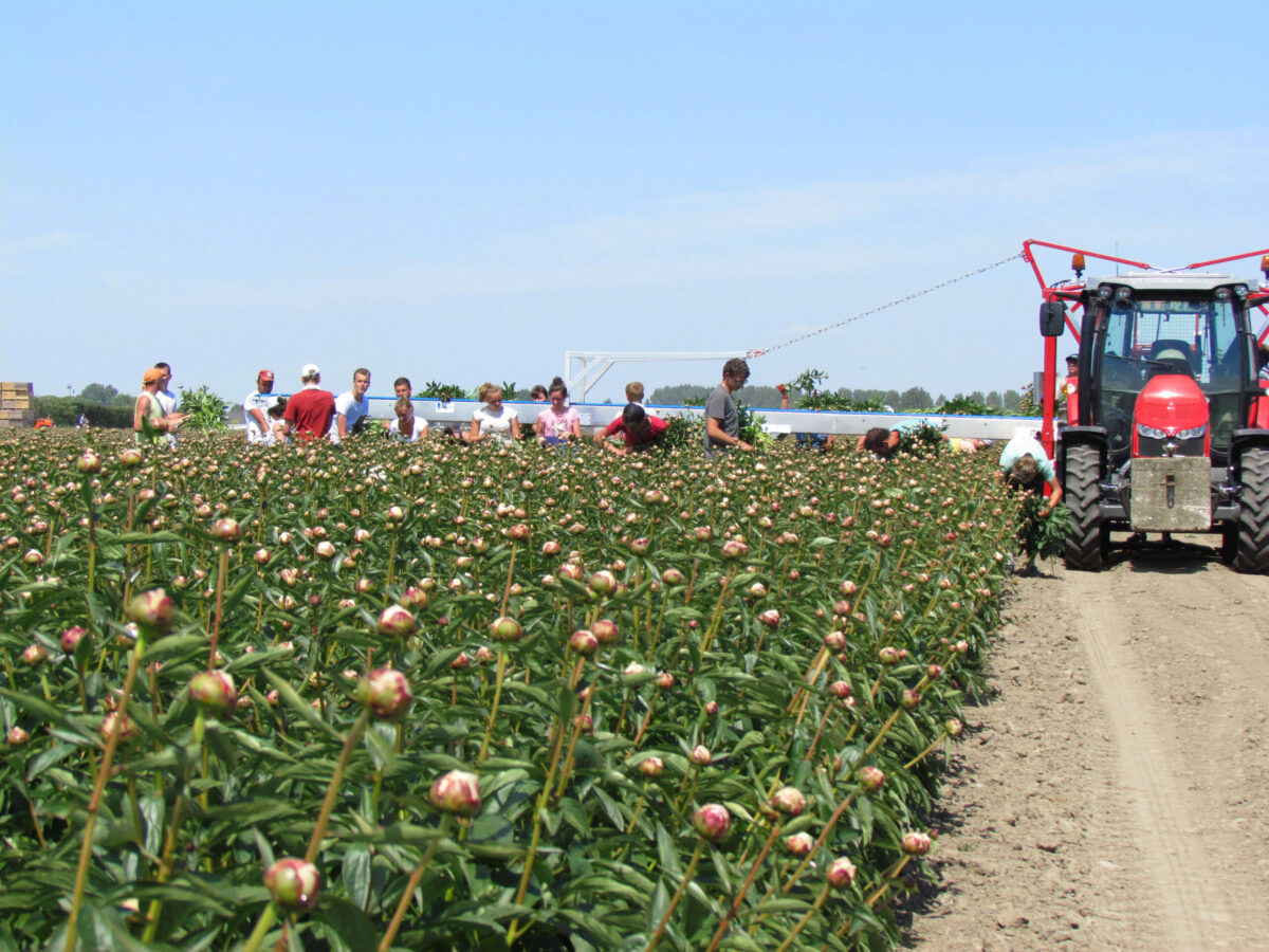 Cutting a million pink peonies at Knulst