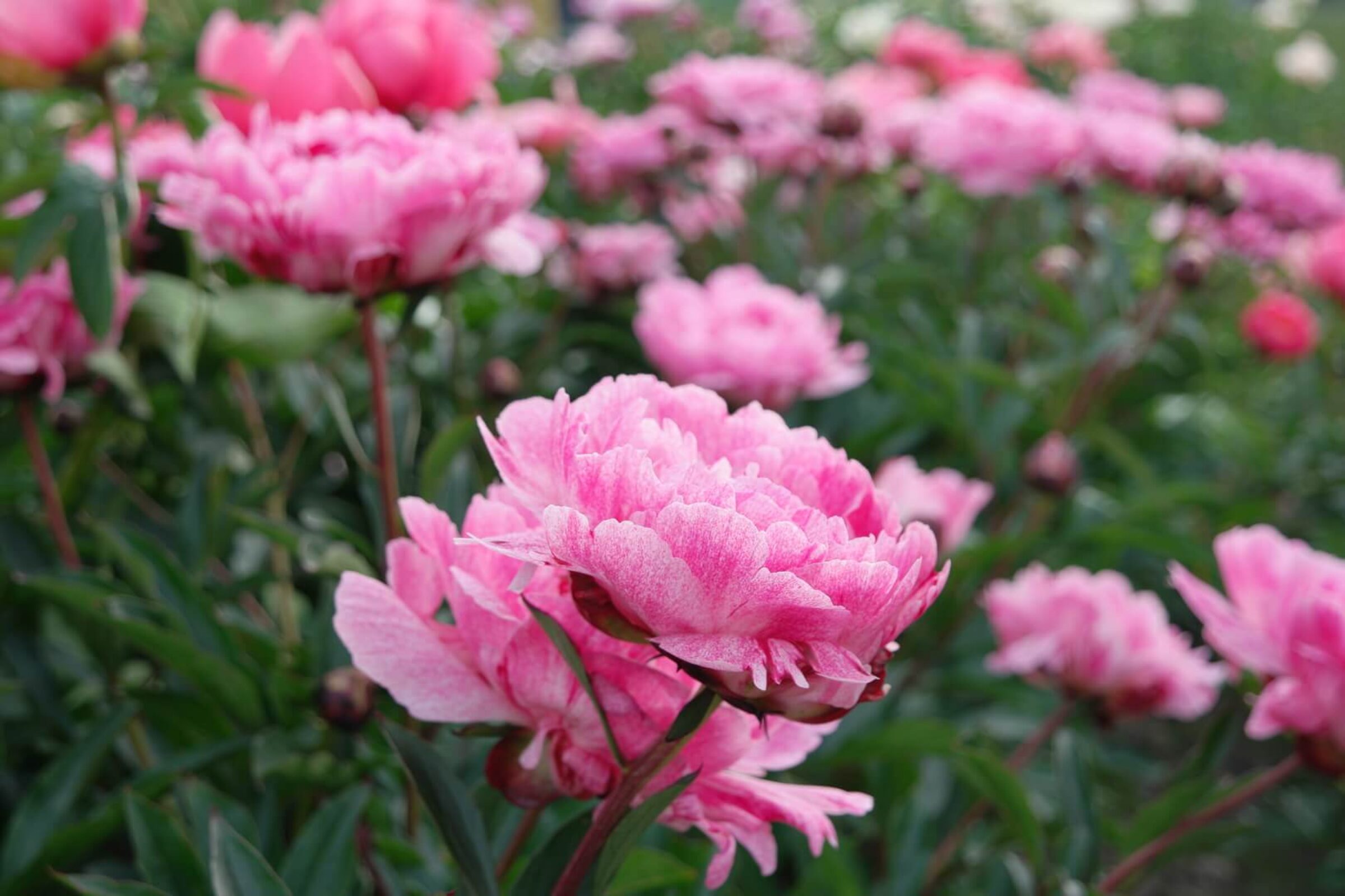 Paeonia the Fawn in full bloomPaeonia the Fawn in full bloom