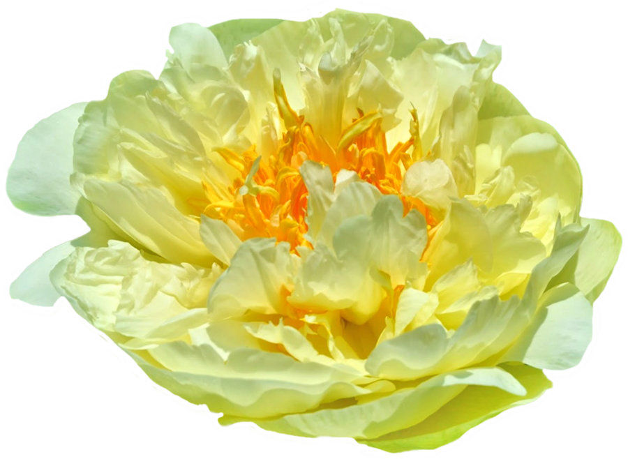 Paeonia Лемон Шиффон