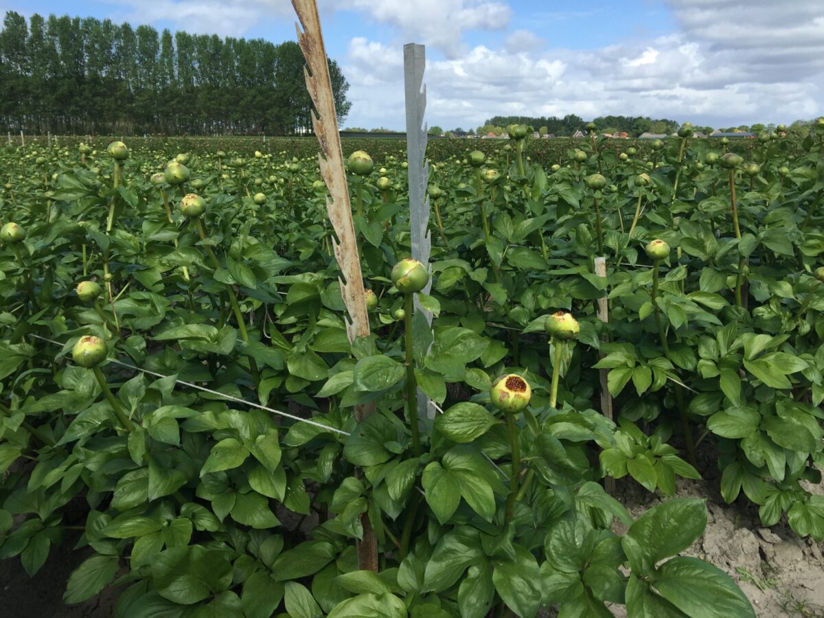 Lemon Chiffon in the field