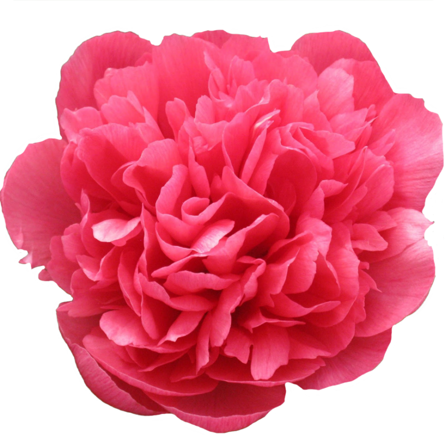 Paeonia Лорелей