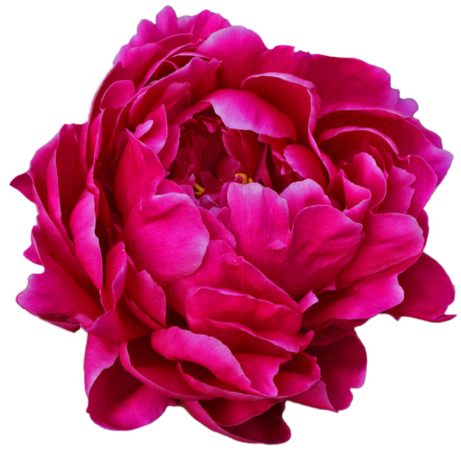 Paeonia Louis van Houtte