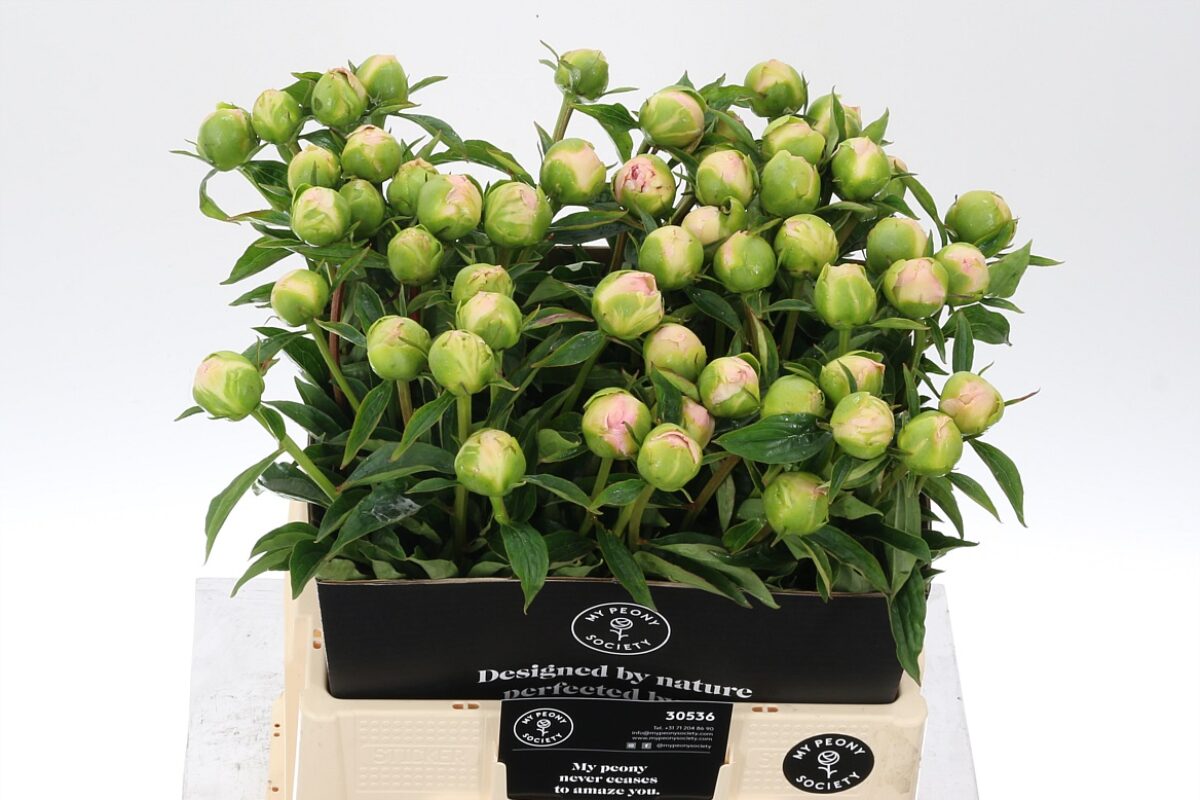 Paeonia Miss America