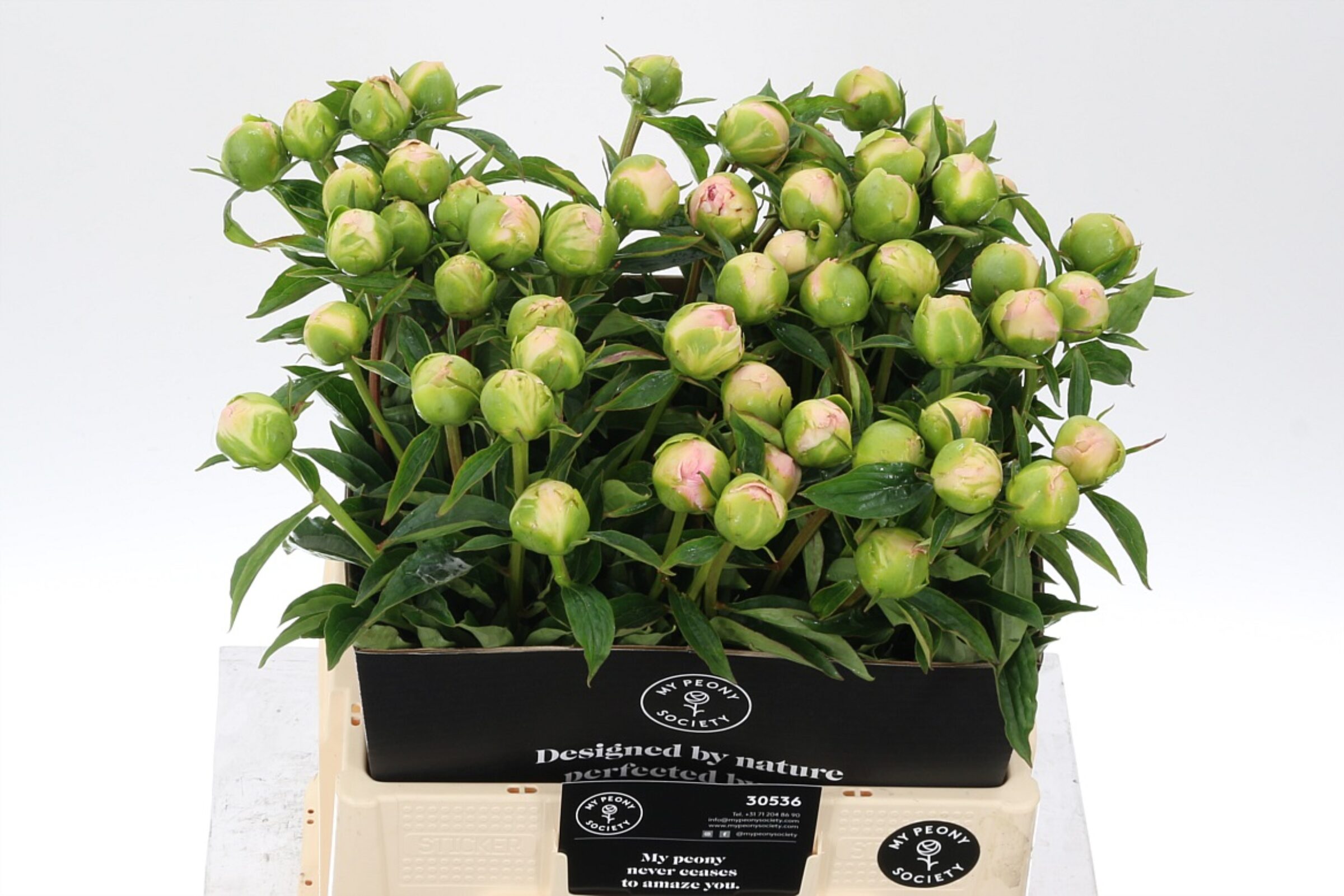 Paeonia Miss America