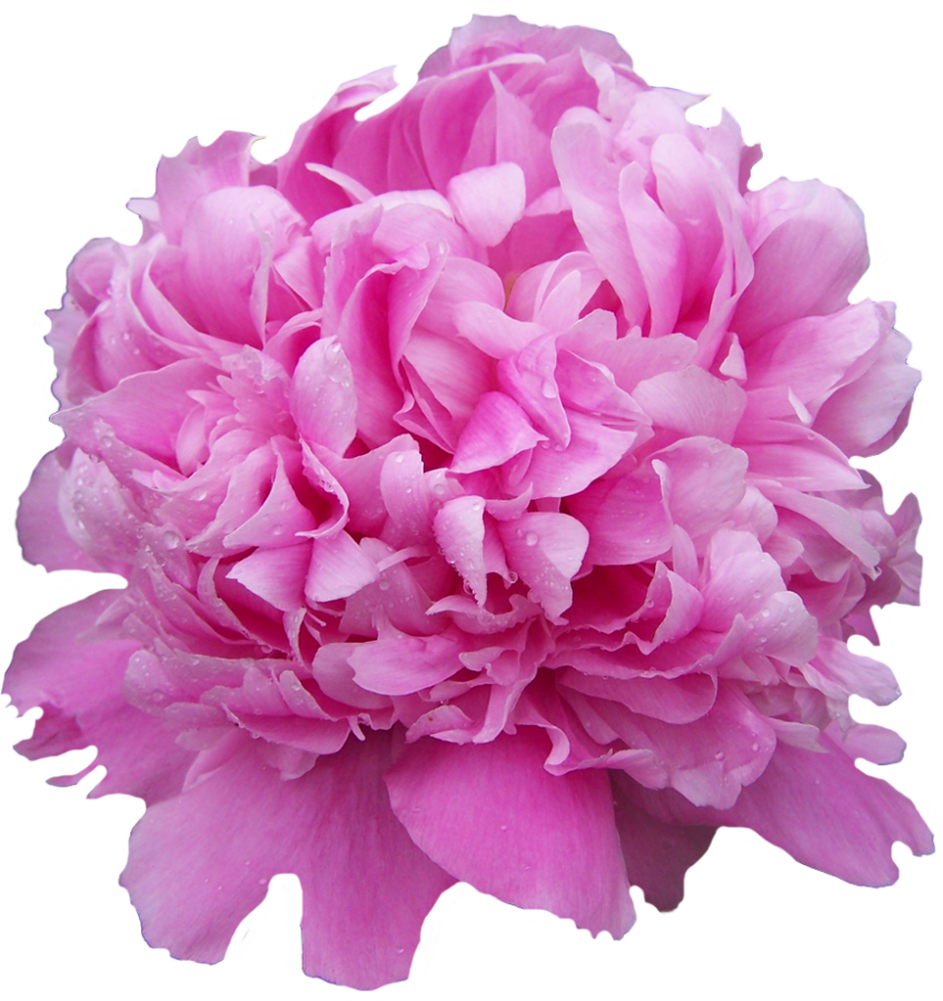 Paeonia Мсье Жюль Эли