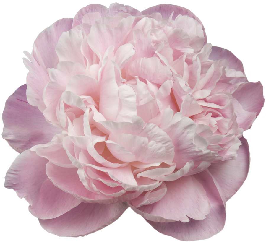 Paeonia Ник Шейлор