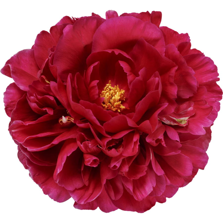 Paeonia Олд Фейтфул