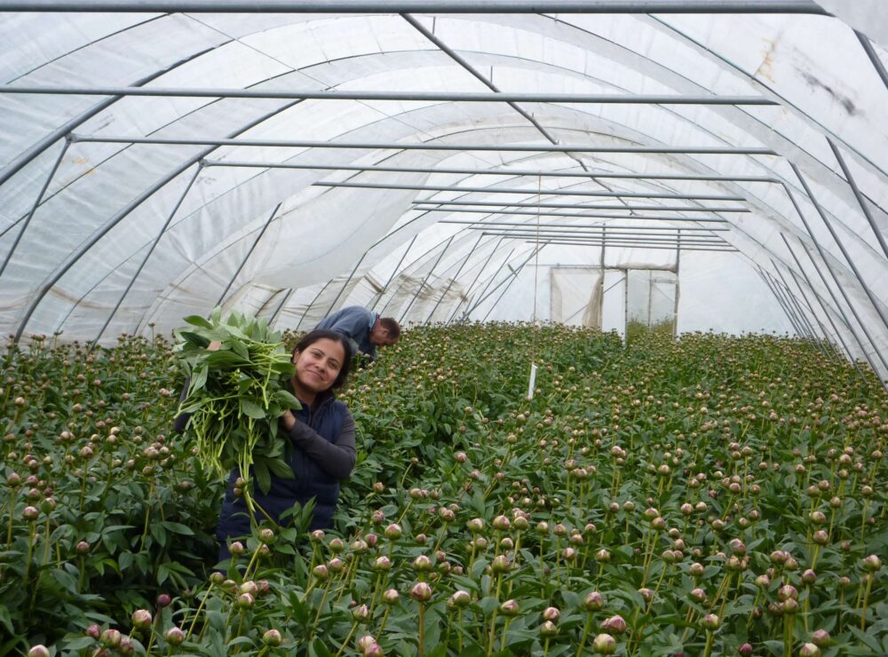 Picking Sarah Bernhardt