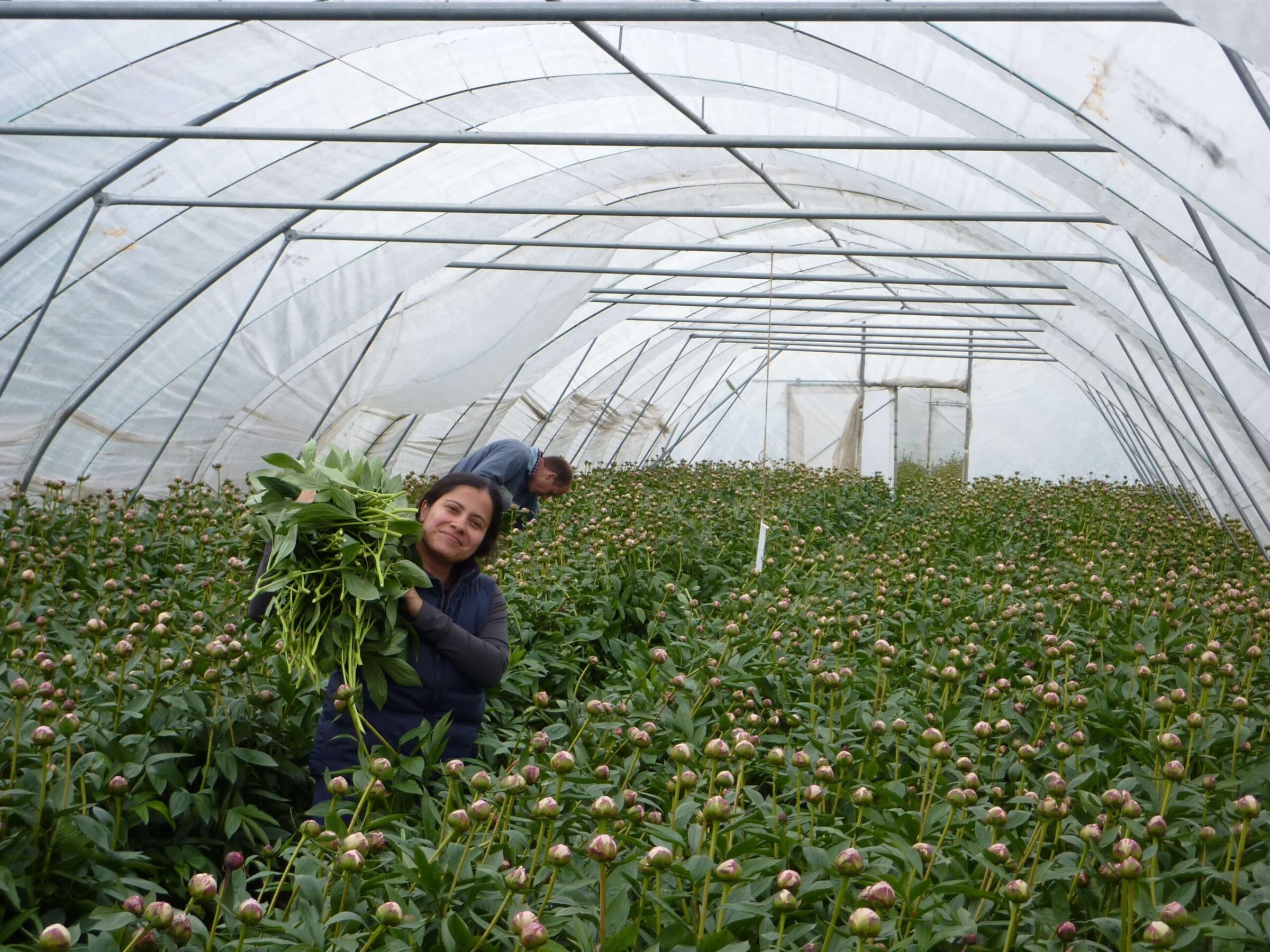 Picking Sarah Bernhardt