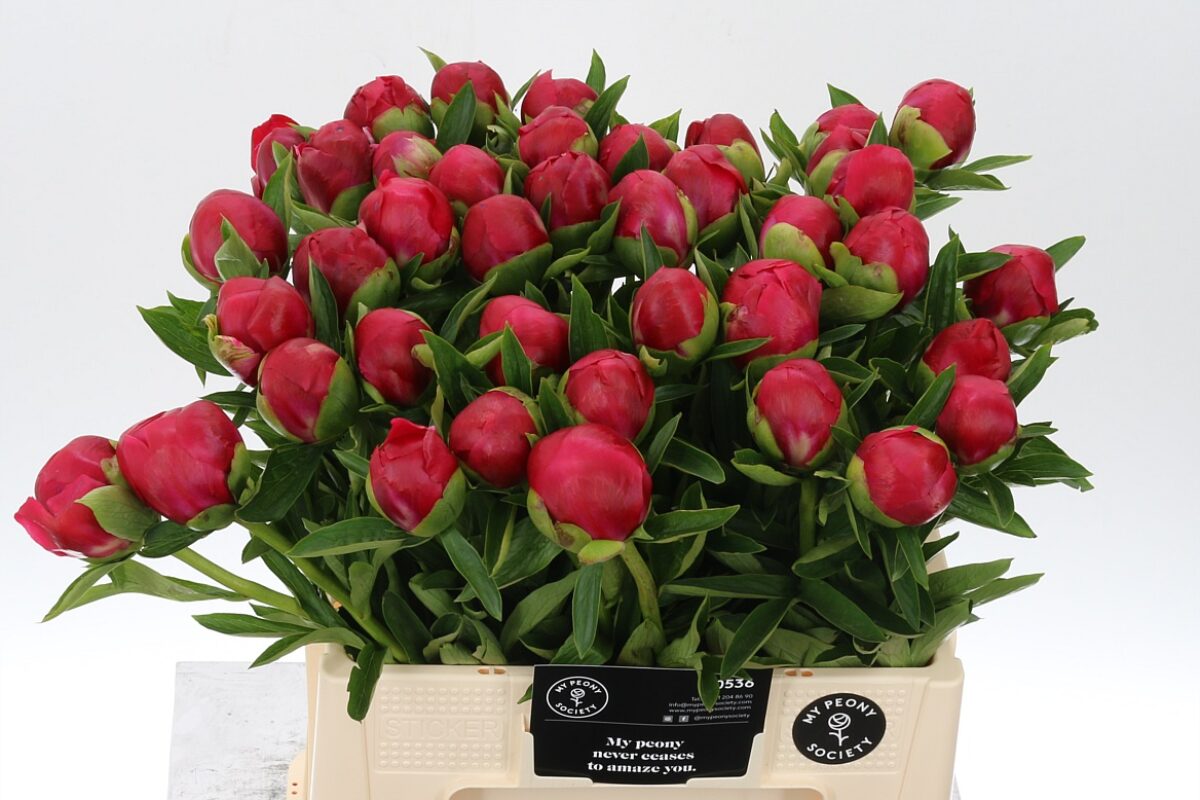 Paeonia Belgravia