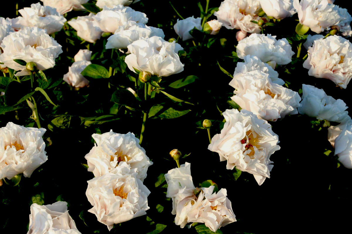 Paeonia Blushing Princess