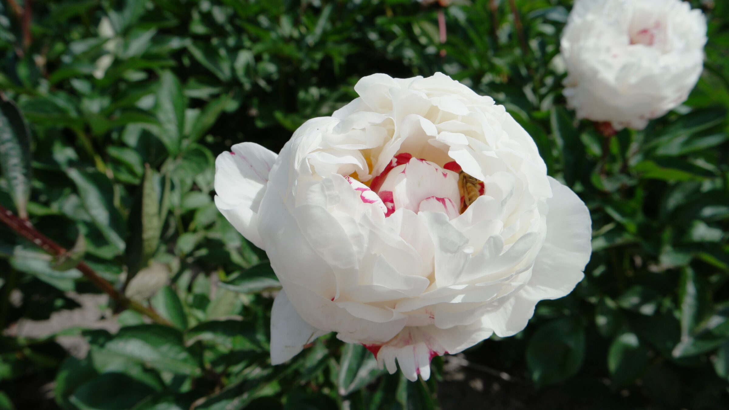 Paeonia Boule de Neige