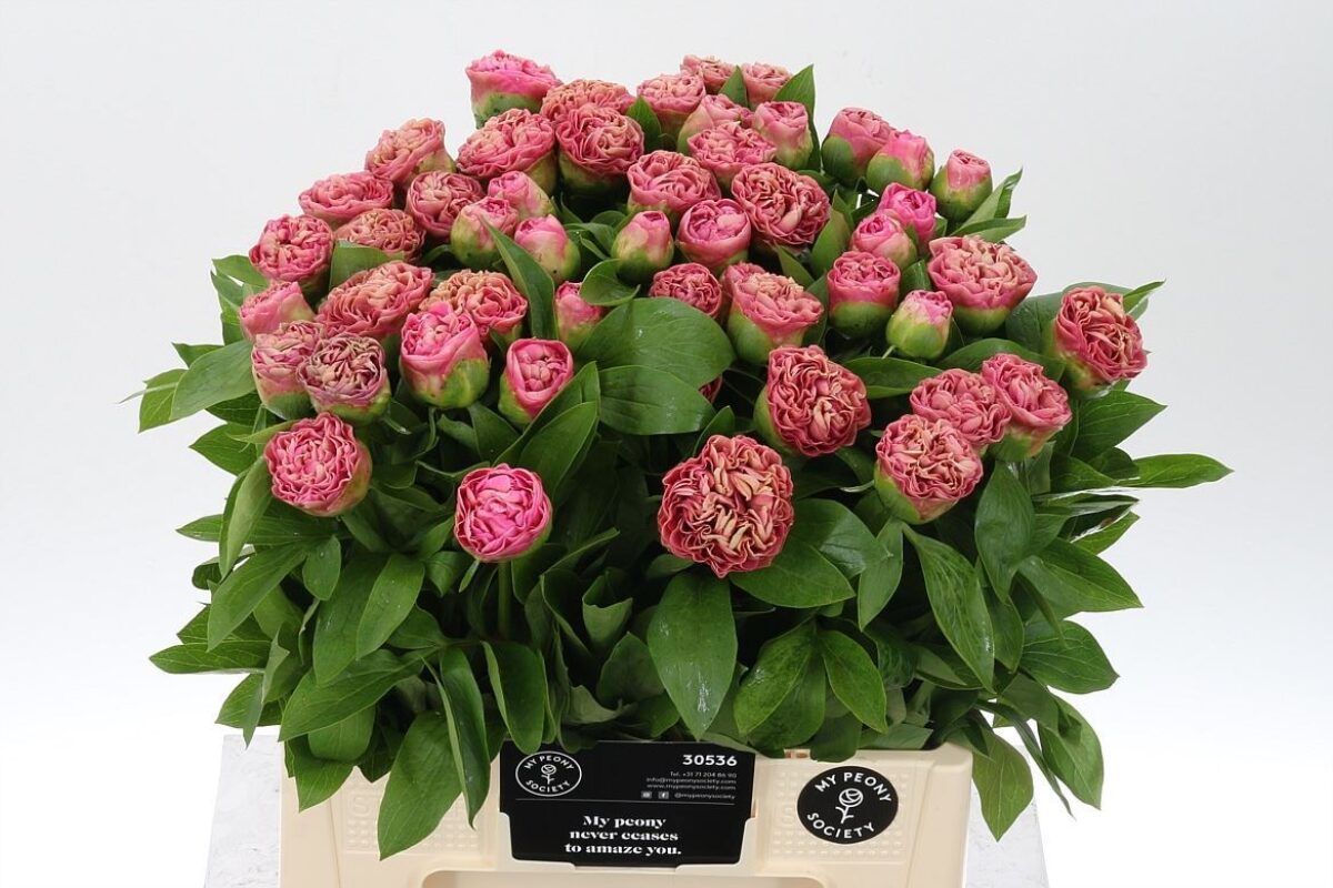 Paeonia Carnation Bouqet