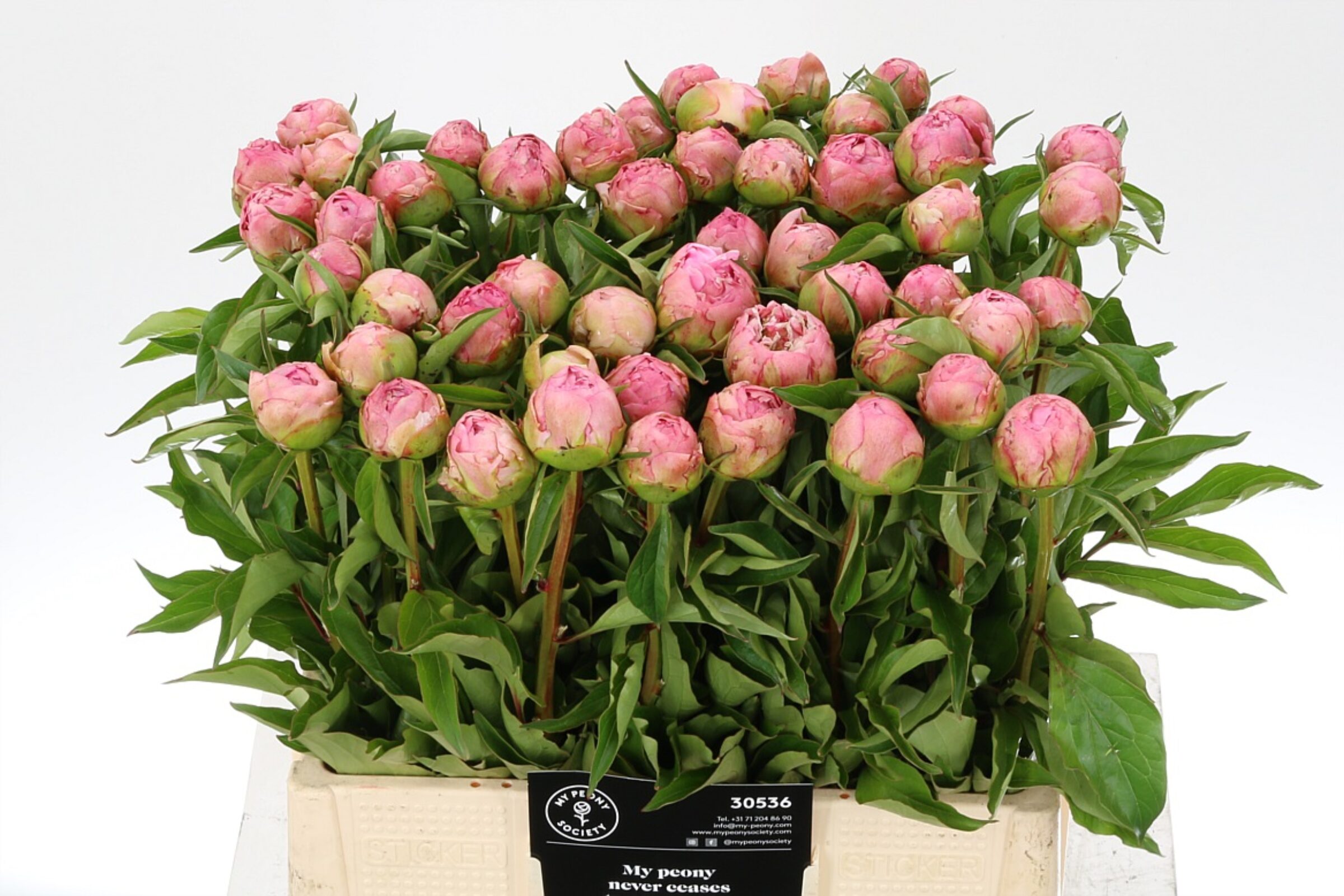 Paeonia Catharina Fonteyn