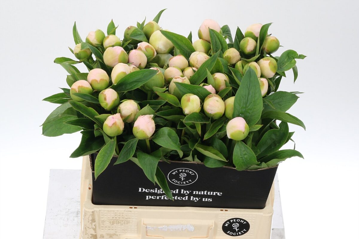 Paeonia Chifon Parfait