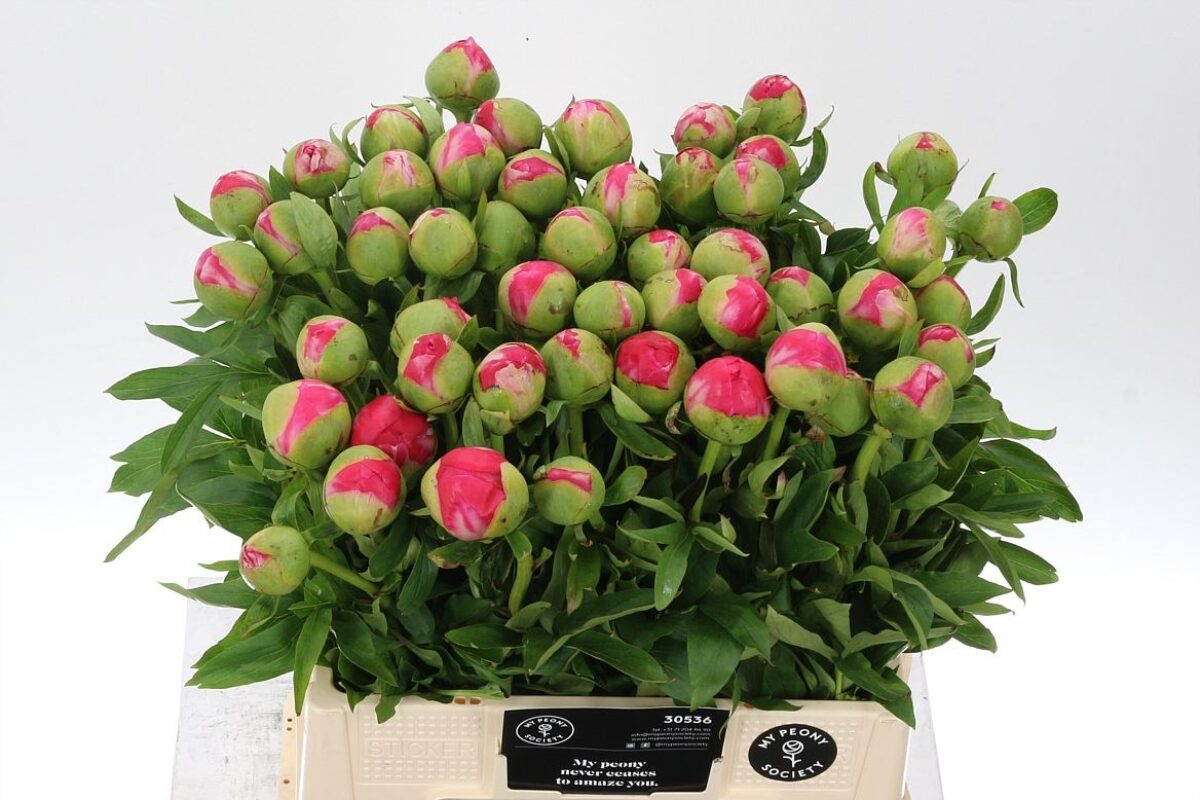 Paeonia Cytherea