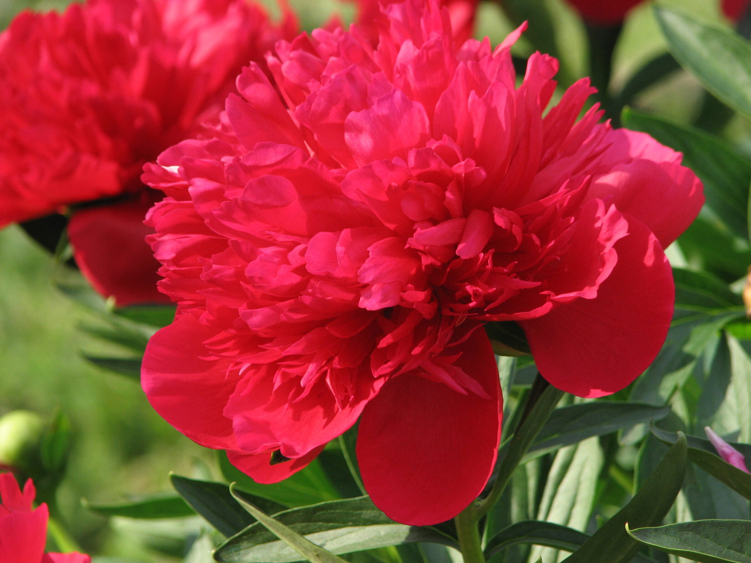 Paeonia Diana Parks full bloom