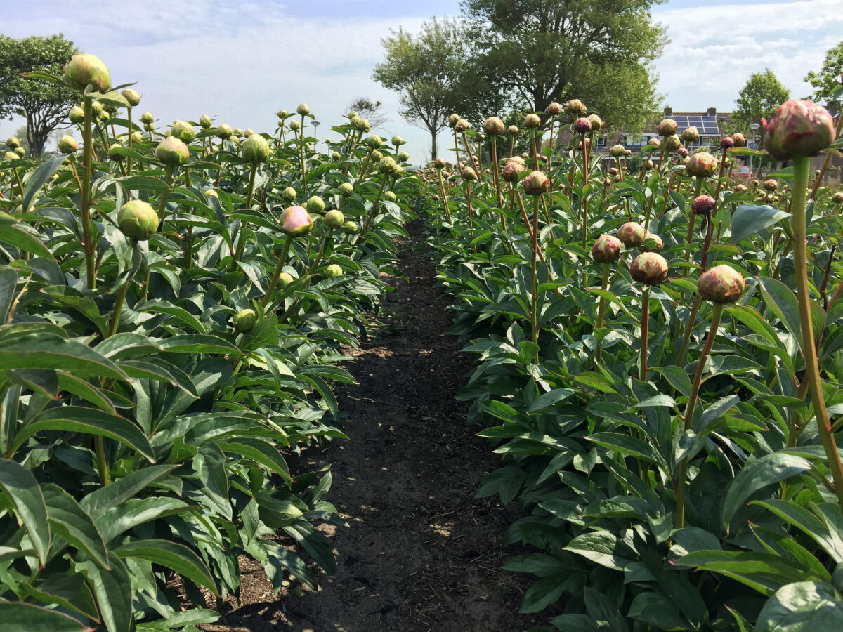 Paeonia Dinner Plate in the field