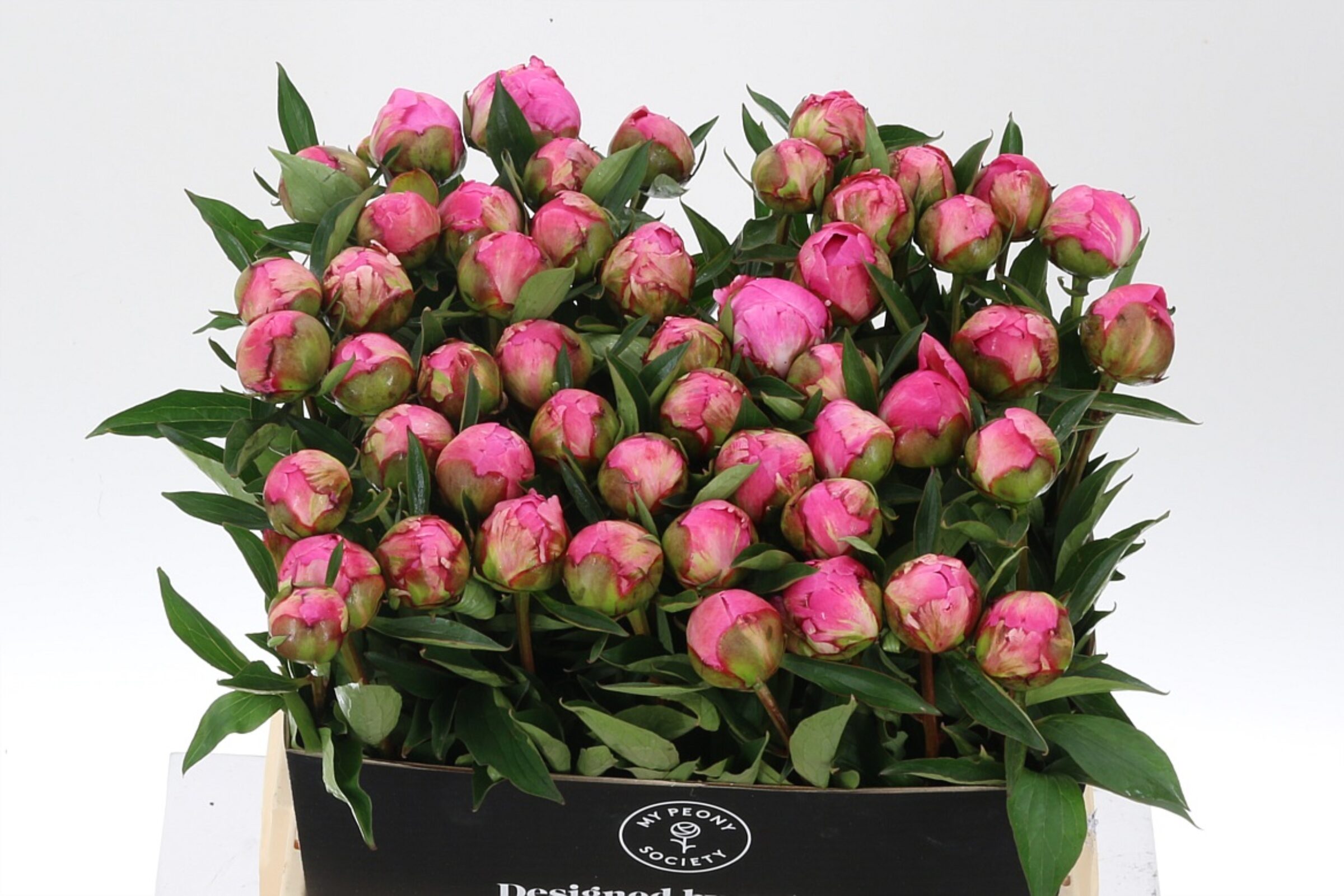 Paeonia Dr Alexander Fleing