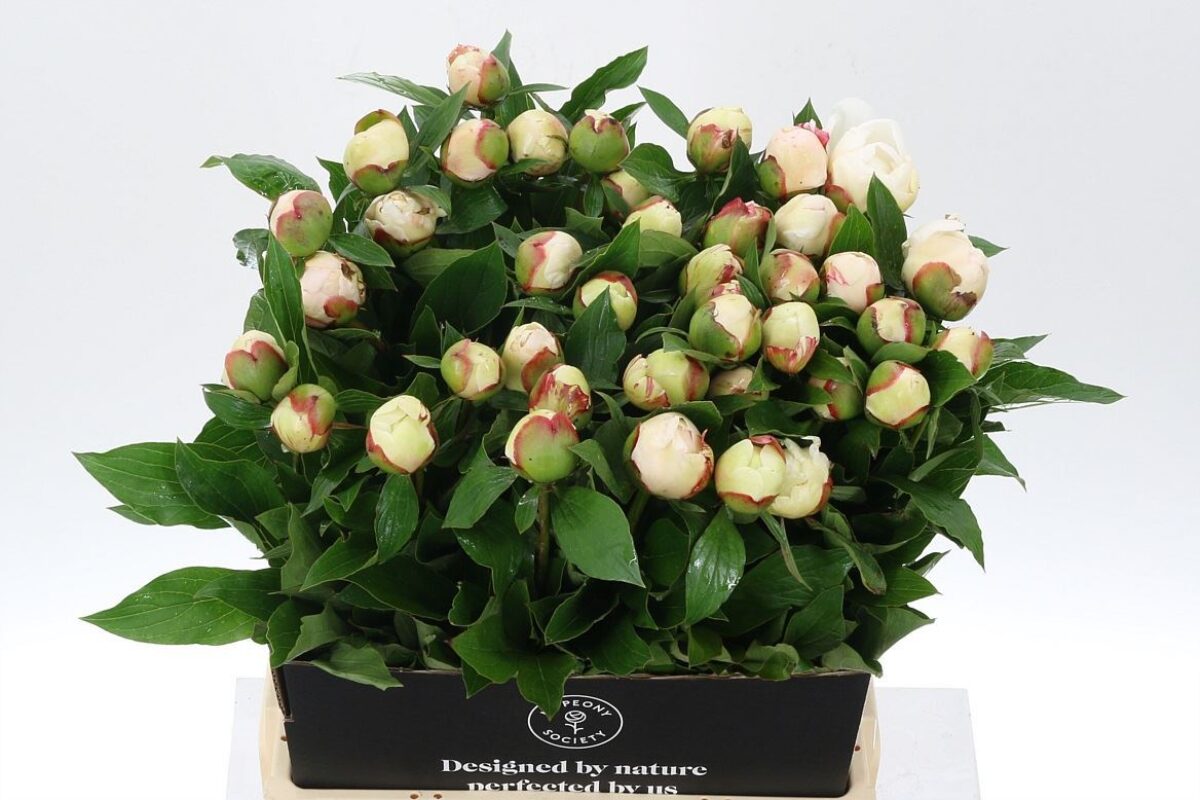 Paeonia Festiva Maxima