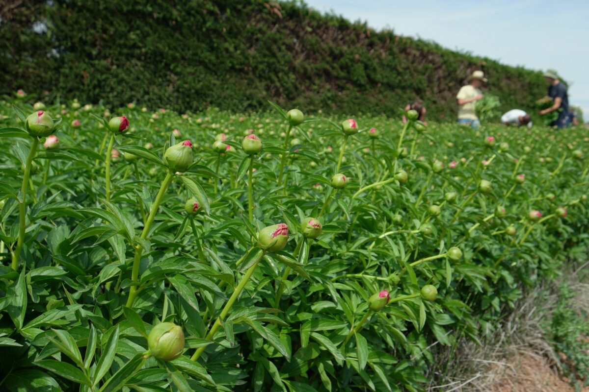 Paeonia Flame in the field