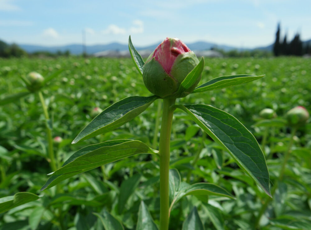 Paeonia Flame in the fields