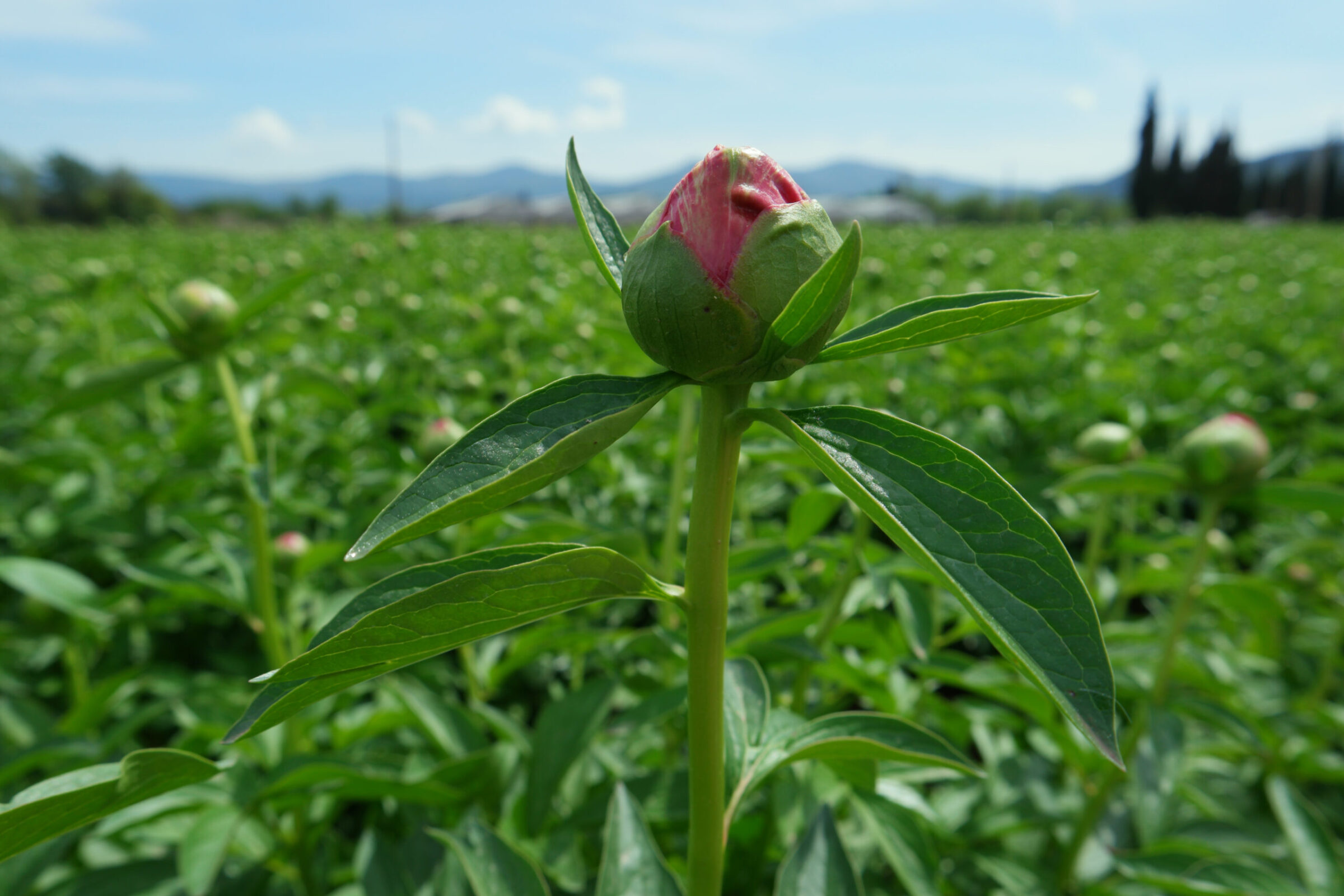 How to plant the perfect peonies