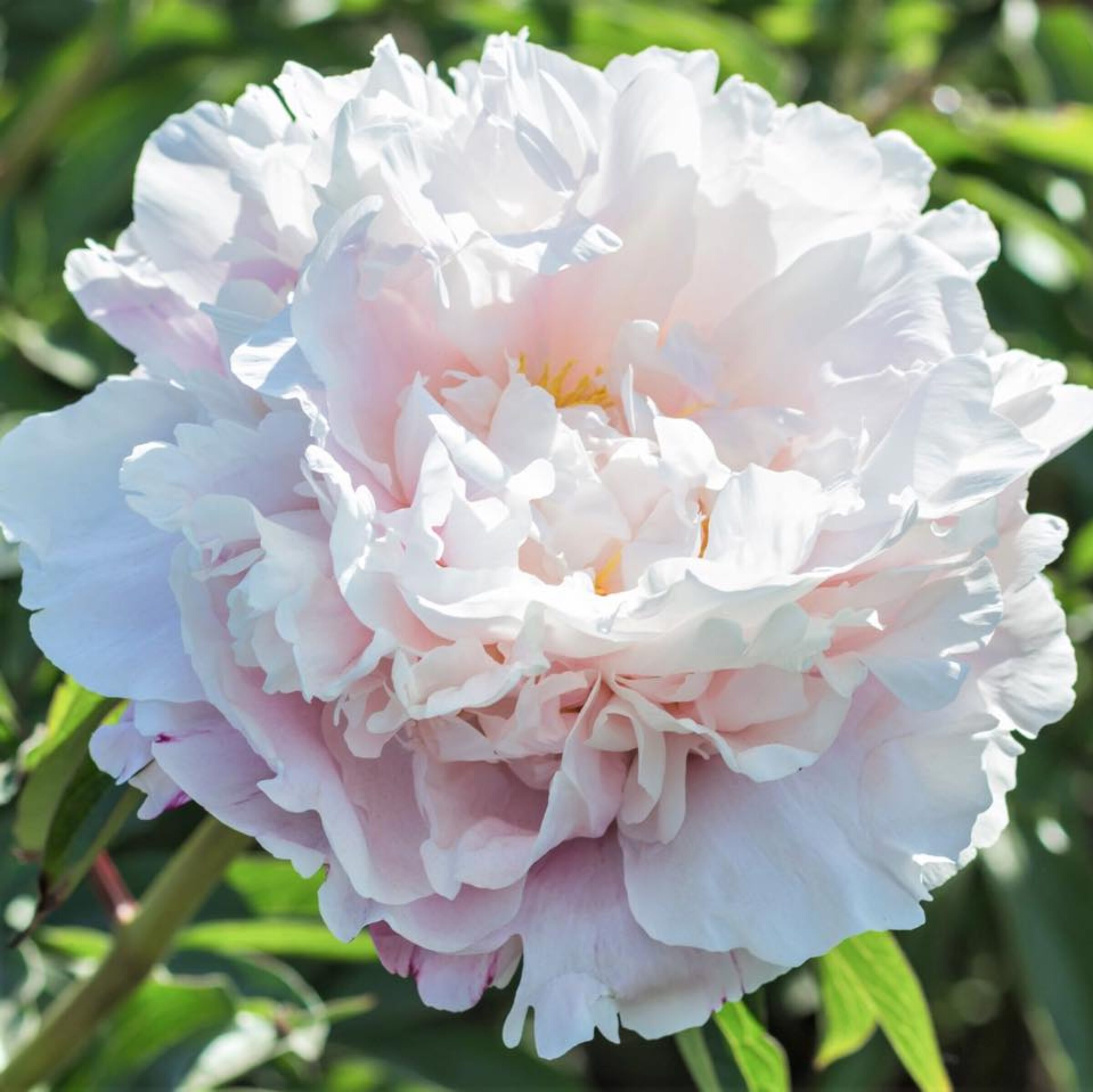 Paeonia Gardenia