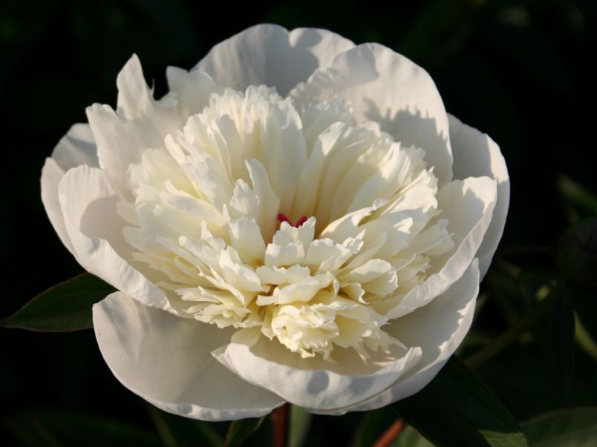 Paeonia Immaculee