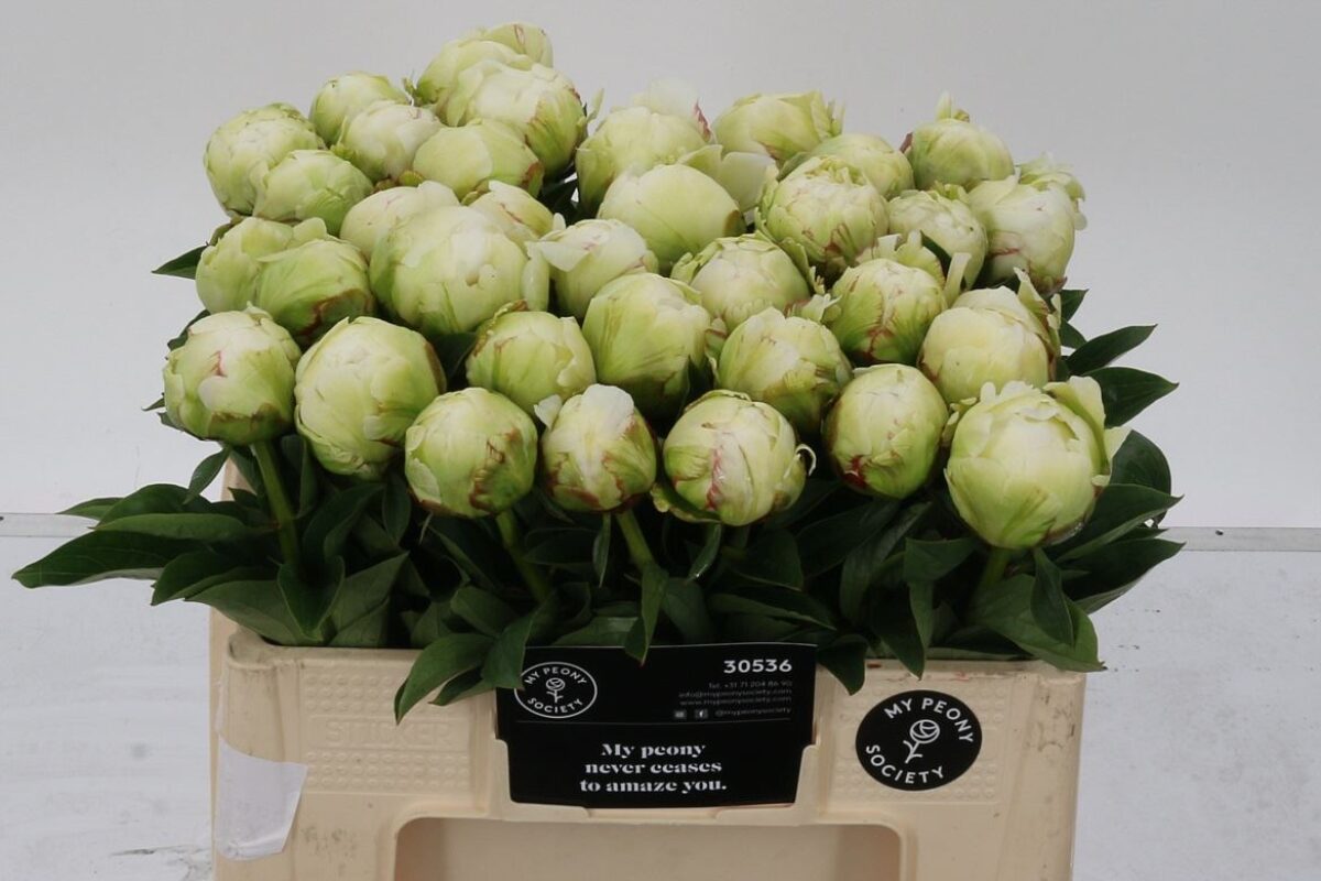 Paeonia Ivory Victory