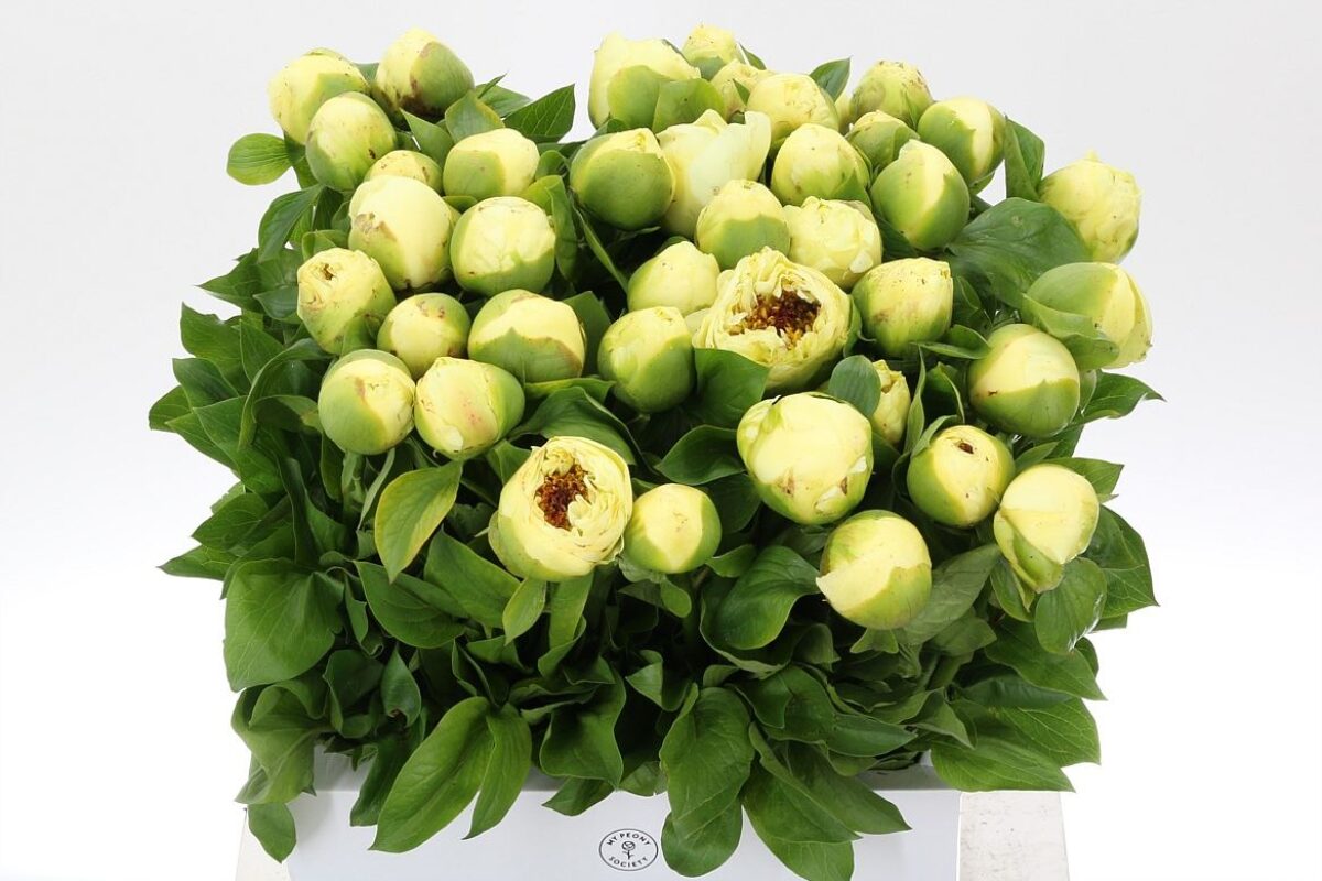 Paeonia Lemon Chiffon