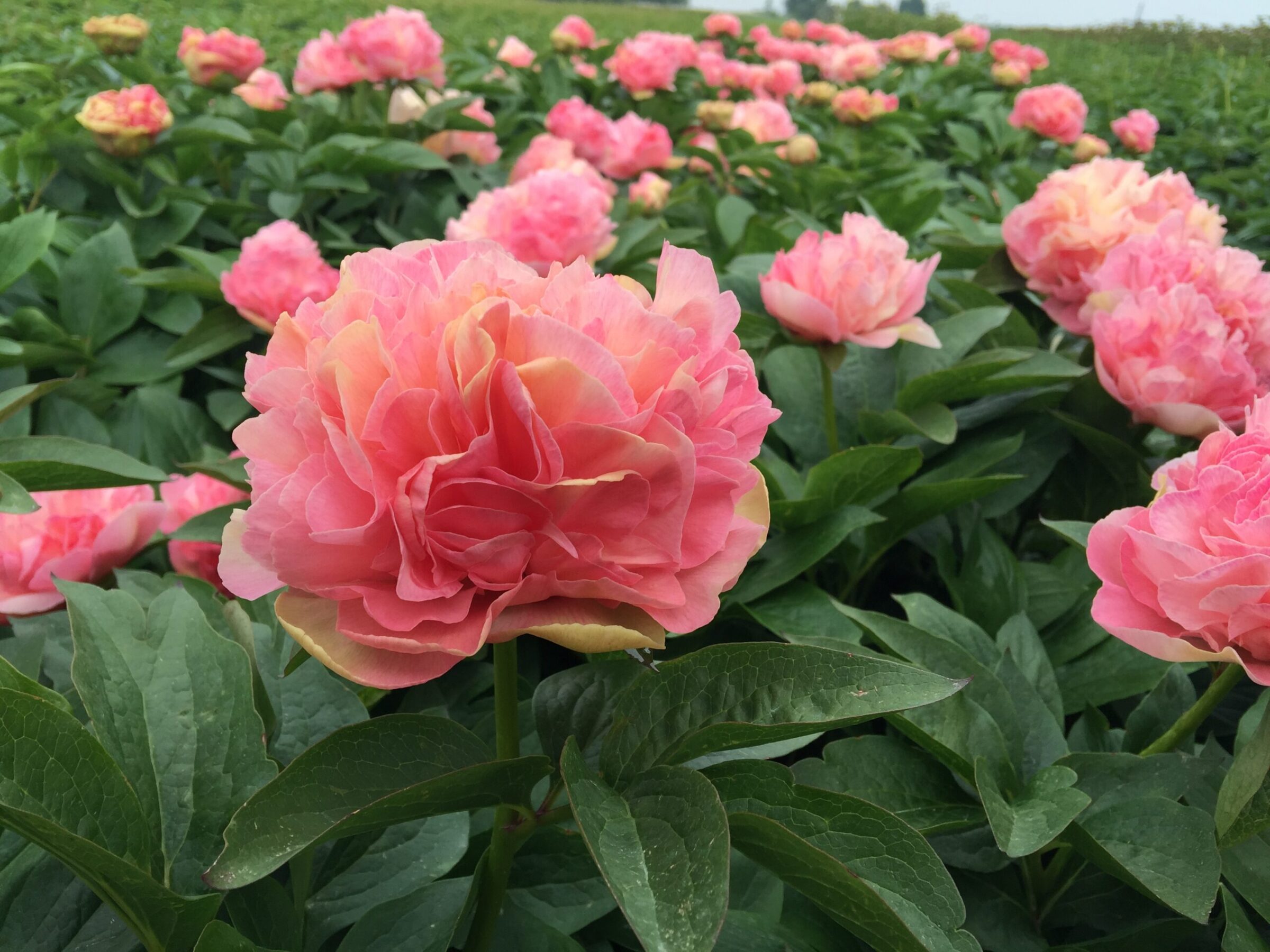 Paeonia Lois Choice in the field