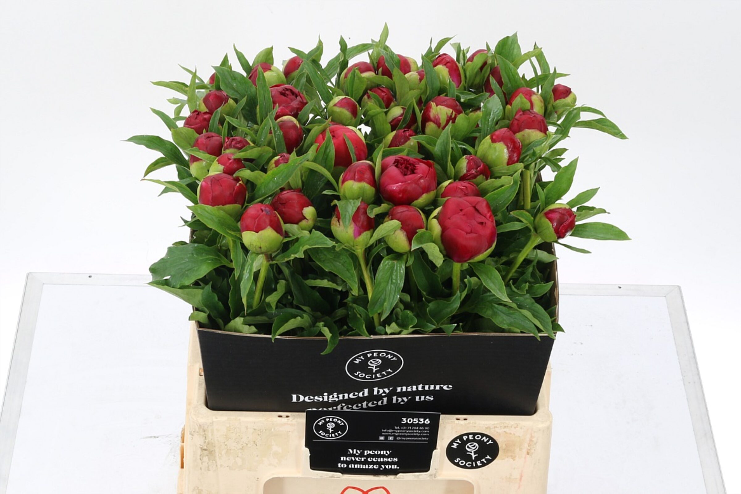 Paeonia Red Grace