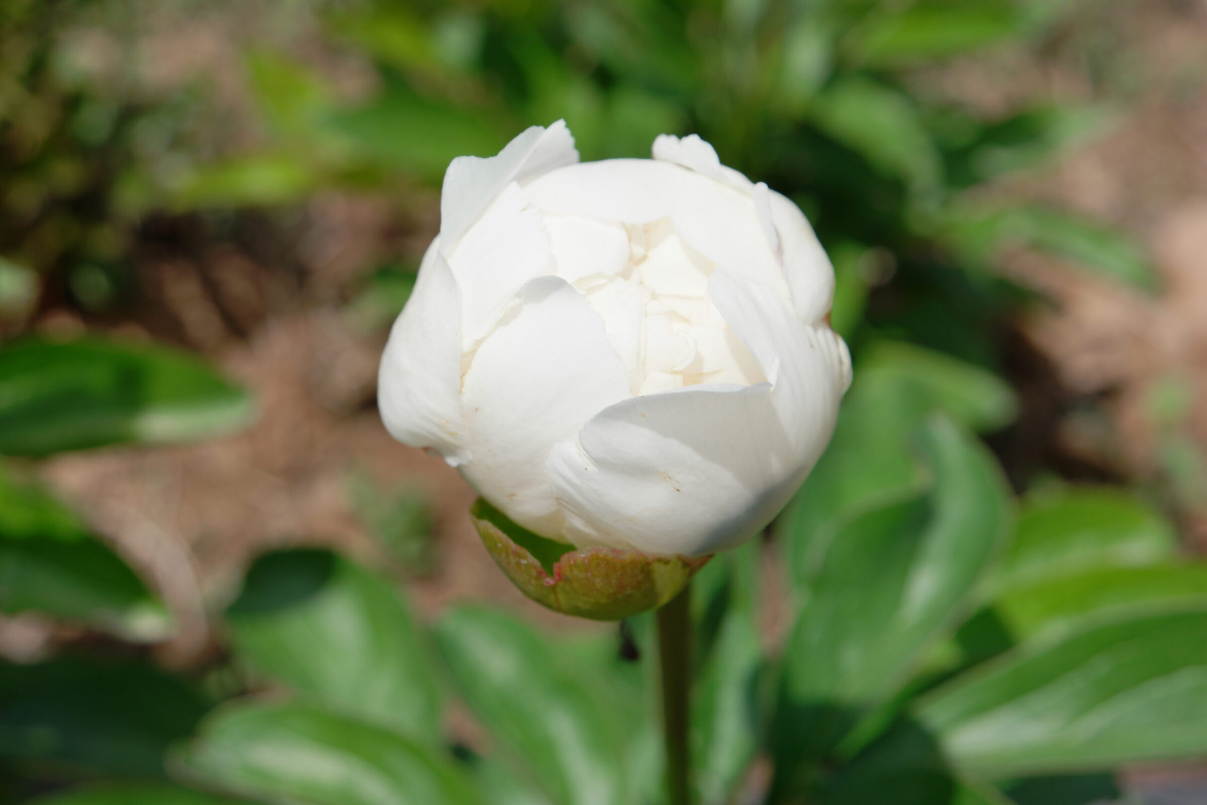 Paeonia Moon over Barrington in field