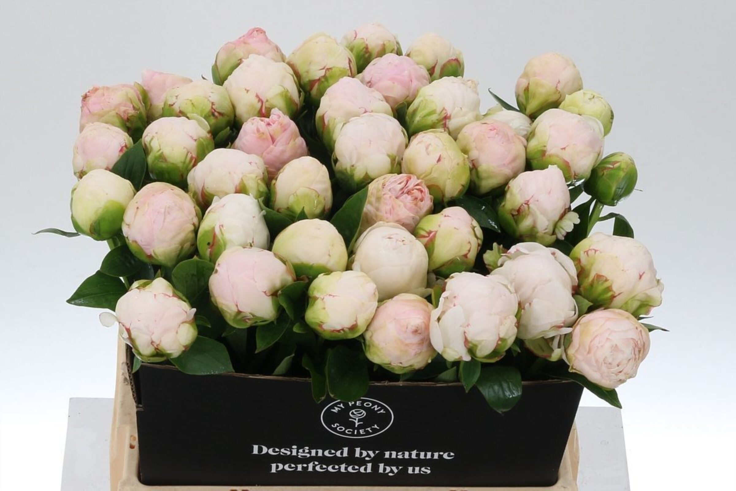 Paeonia Mother Choice