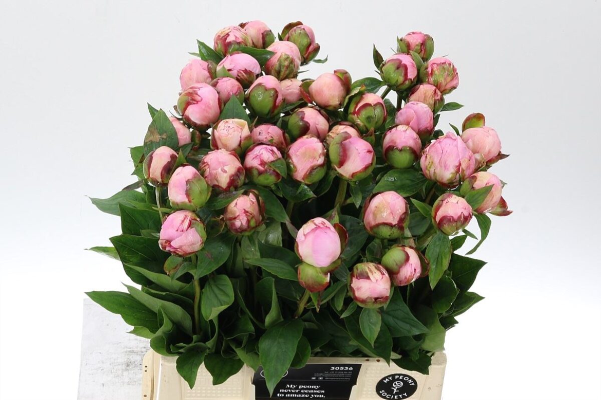 Paeonia Nick Shaylor