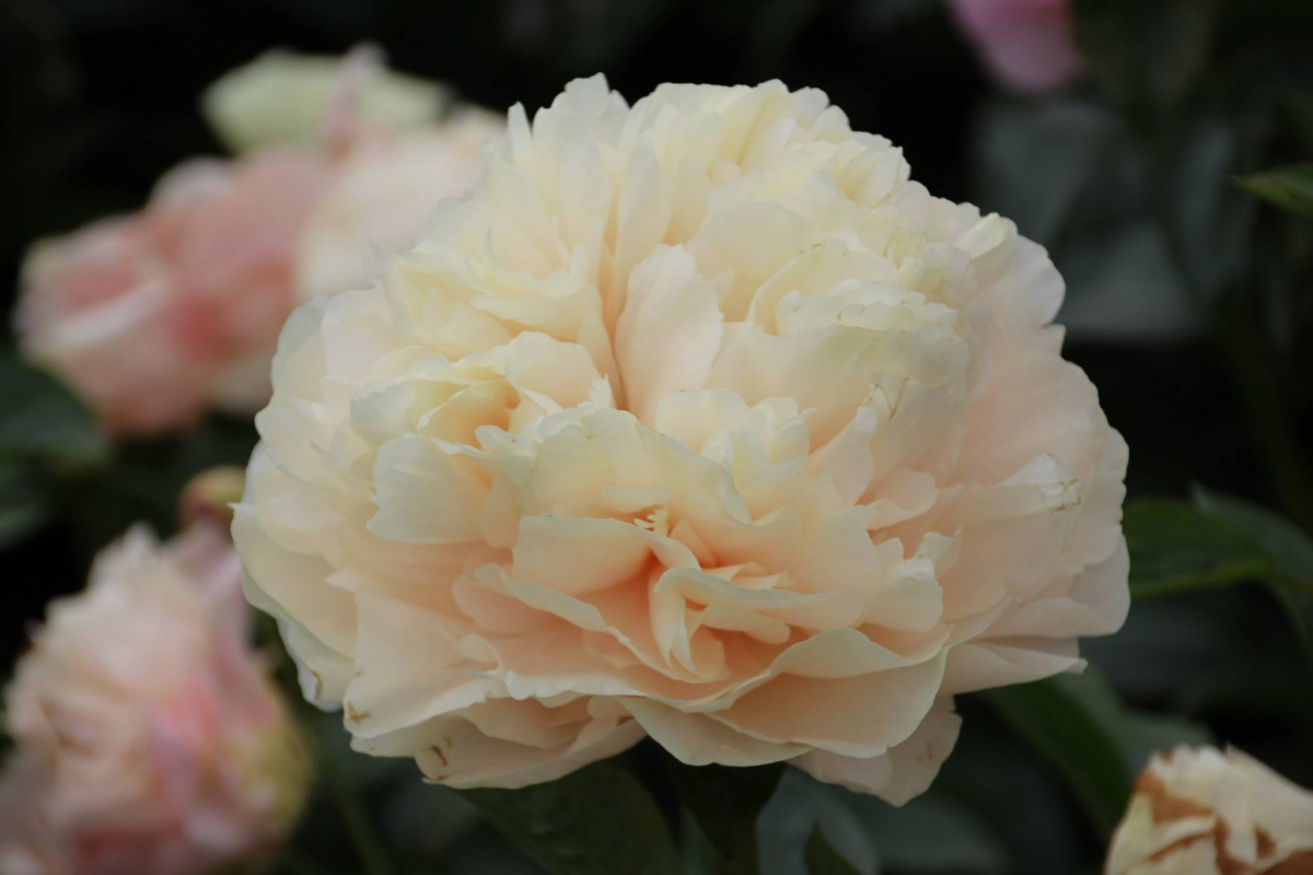 Paeonia Pastelegance