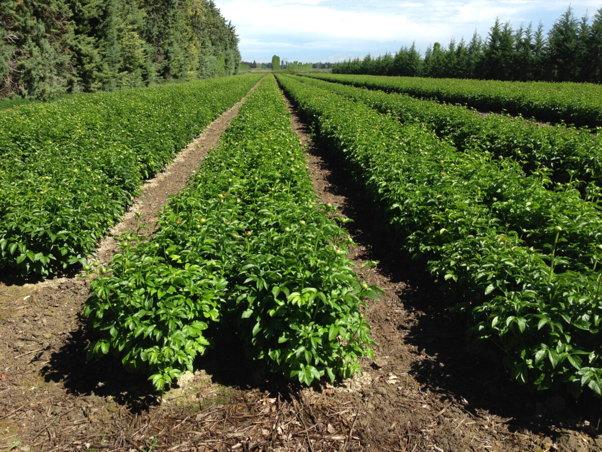 Paeonia Paula Fay in the fields